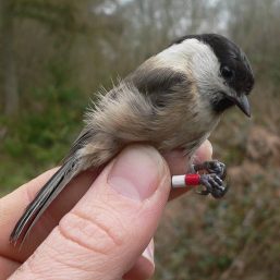 Willow-tit-257x257