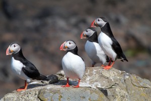 Lundy Puffins