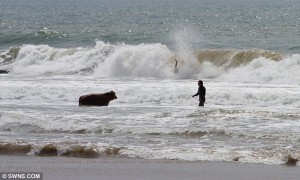 Cow surfing 4