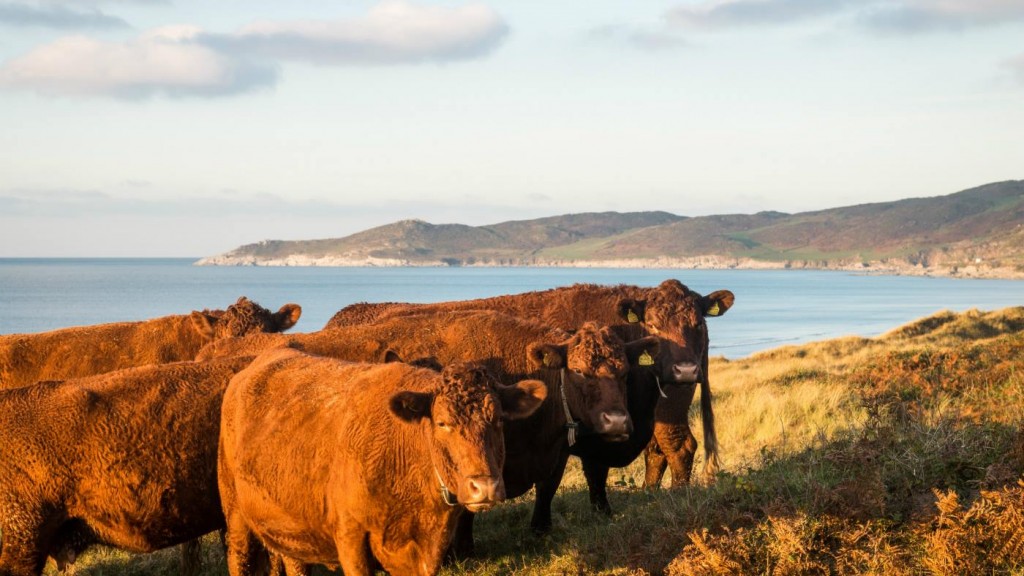 Cows on the dunes