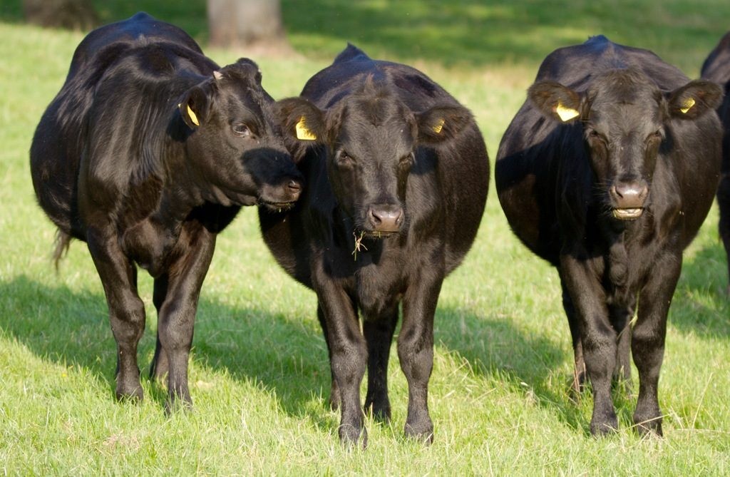 bullocks at Yellingham