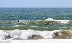 cow surfing 3