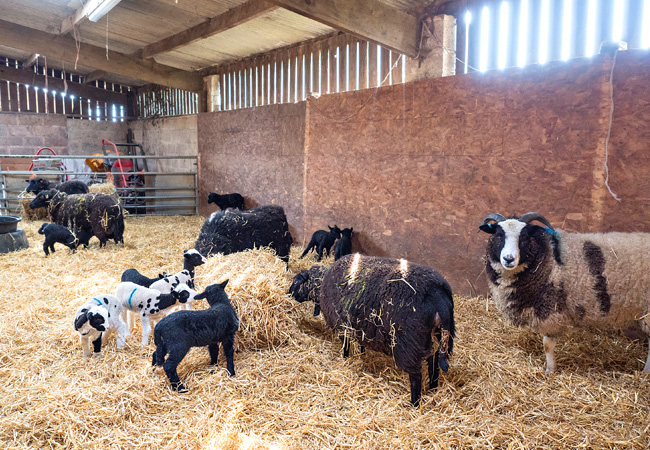 Yellingham-Lambing-Yard