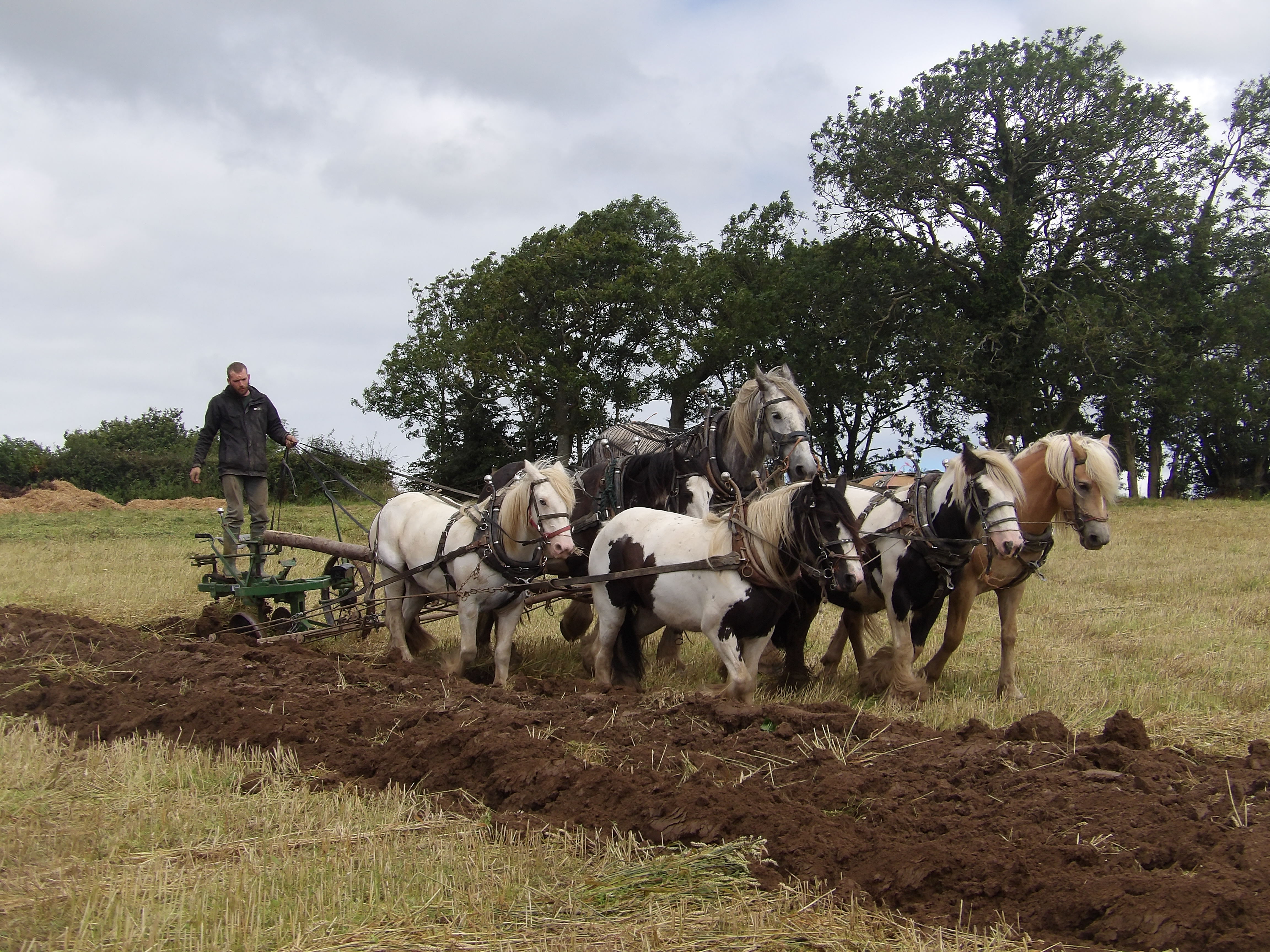 Step Back In Time And Watch The Heavy Horses next Time Devon 