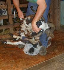 Shearing Jacobs
