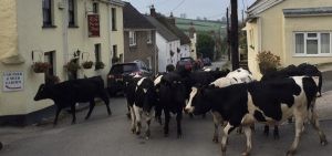 Bampfield cows at the pub