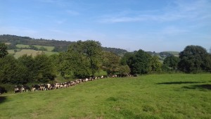 Dairy herd Hawley Farm