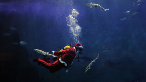 christmas-at-the-aquarium