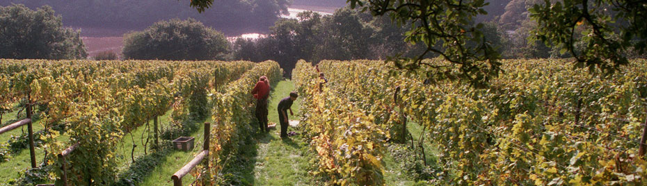 Sharpham vineyard