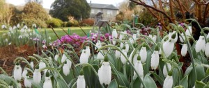 Snowdrops-at-The-Garden-House