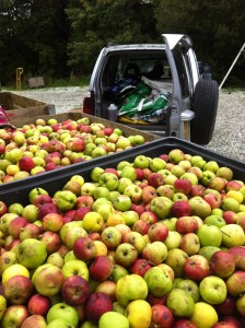 Apples - Fursdon