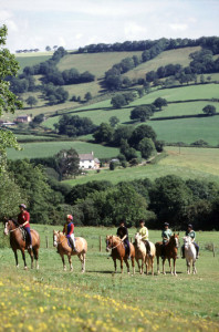 Devenish Pitt ponies