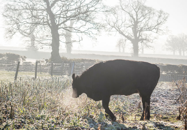 Yellingham-in-january