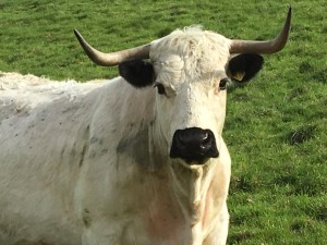 White Park cows at Gatcombe