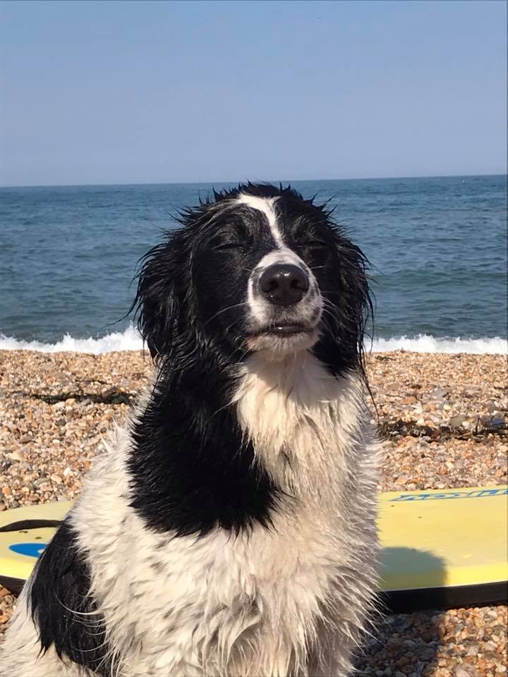 Dog-friendly Devon! - Devon Farms Blog