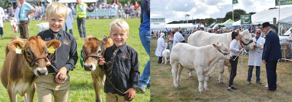 Cow showing at Okehampton Show in Devon 