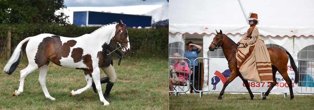 Horse showing competitions at Okehampton show in Devon 