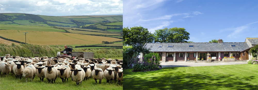 Pickwell Barton, North Devon. Sheep farm and self-catering accommodation 