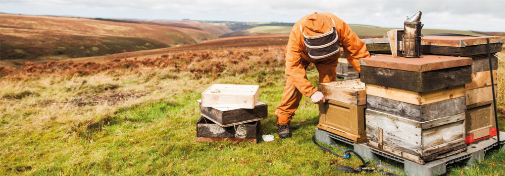 Quince Honey Farm tending to the bee hives in  North Devon