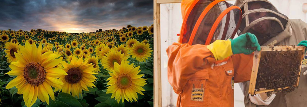 Photos of Quince Honey Farm, a honey bee attraction in North Devon