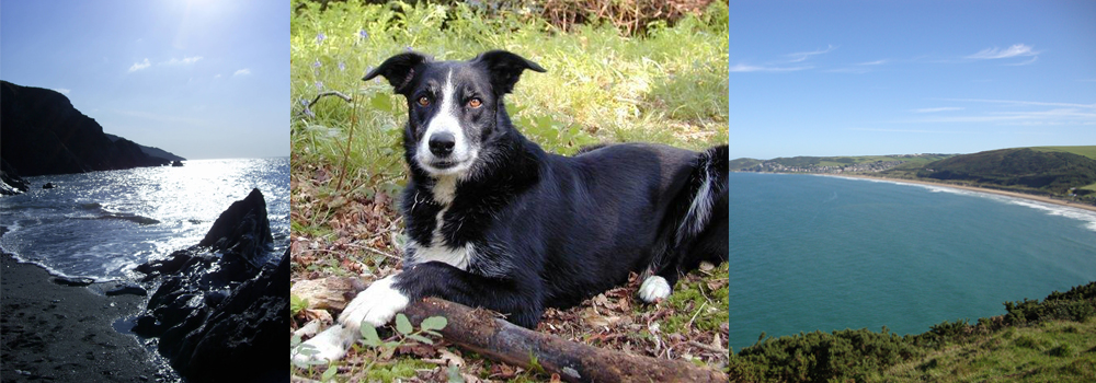 Dog friendly beaches in North Devon by Devon Farms. 