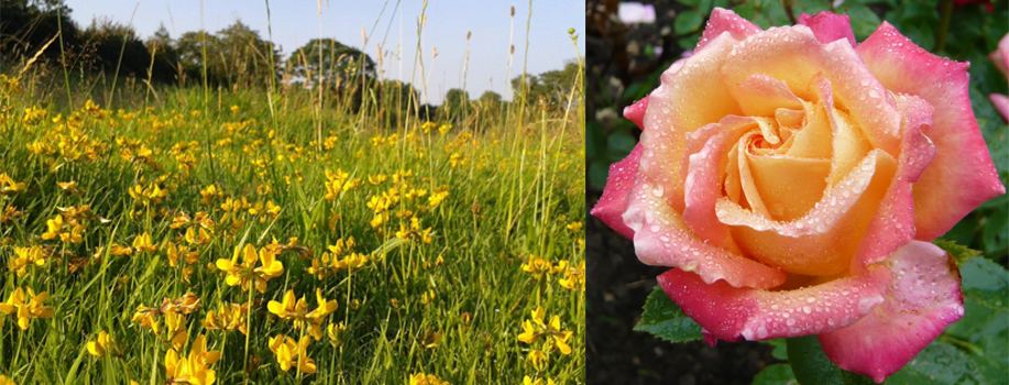 Beautiful gardens in South Devon to be explored.