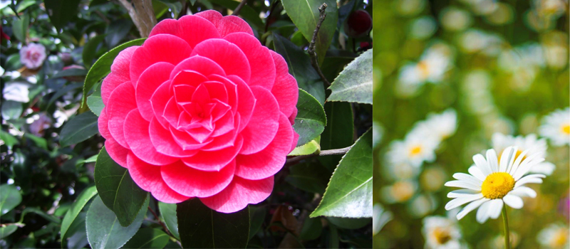 Stunning gardens in South Devon.