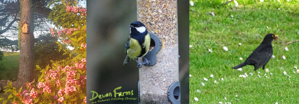 Make your own bird feeders and get close to nature again. 