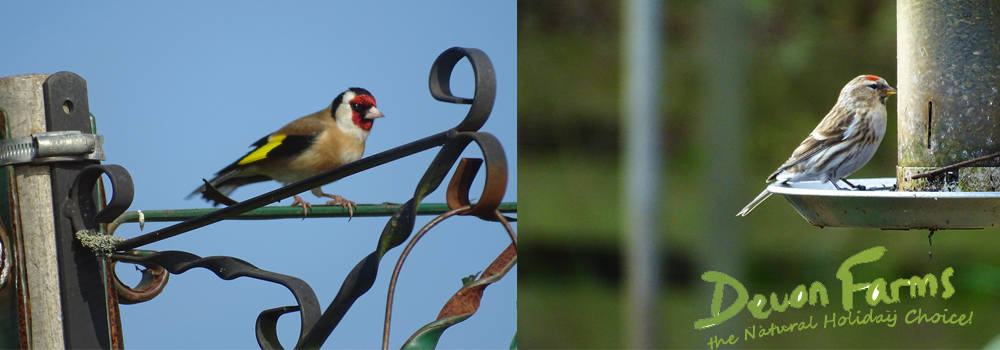Make your own bird feeders while at home and enjoy watching them in your garden.