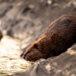 Beavers Back In Devon