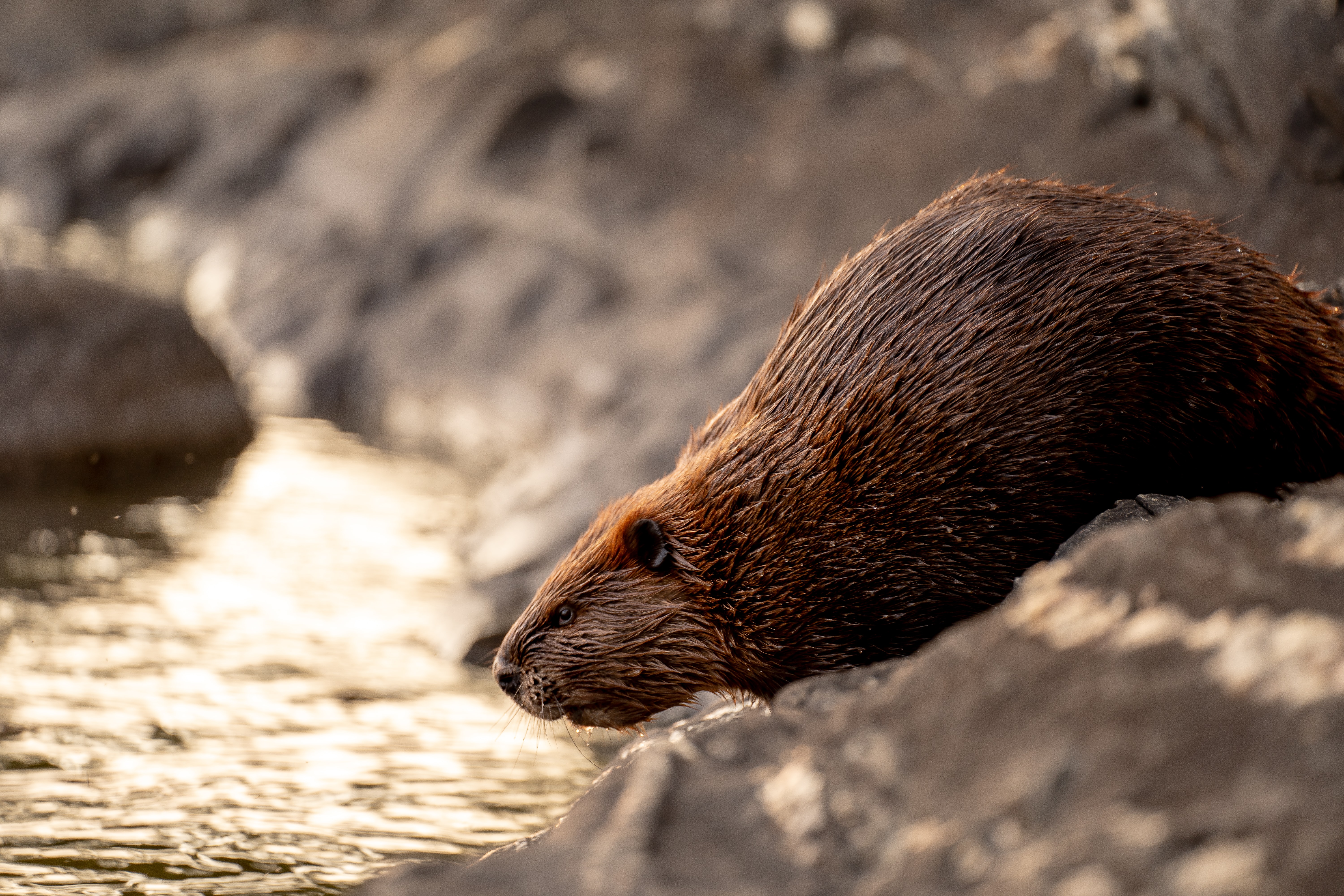 Beavers Back In Devon